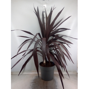 Cordyline  'Superstar'