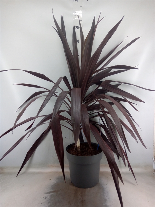 <h4>Cordyline  'Superstar'</h4>