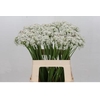 Allium Tuberosum