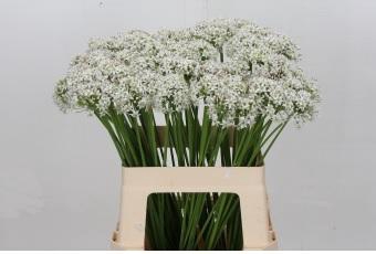 <h4>Allium Tuberosum</h4>