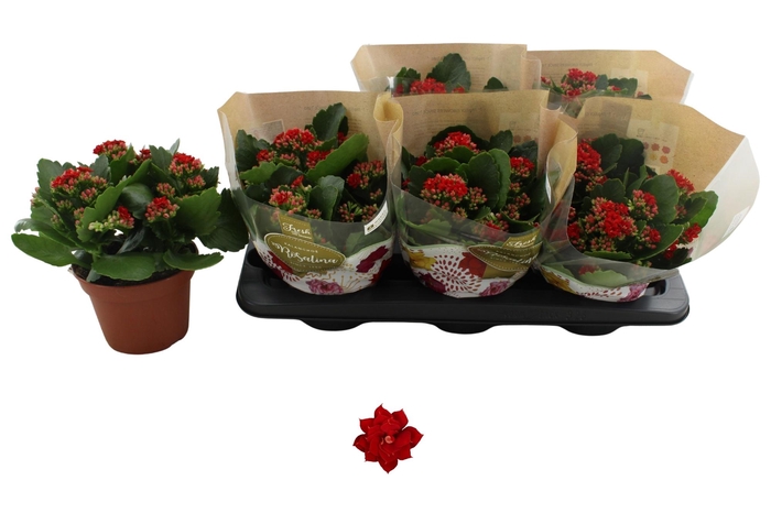 <h4>KAL GE DON JUSTINO</h4>