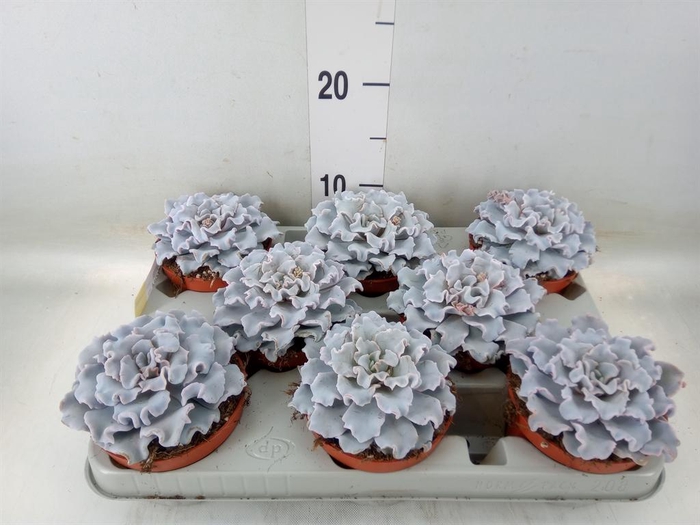 <h4>Echeveria   ...</h4>