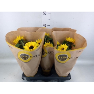 Helianthus an. 'Sunsation'