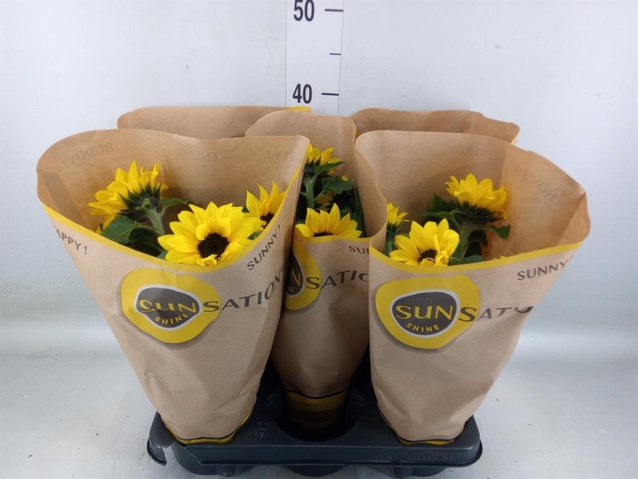 <h4>Helianthus an. 'Sunsation'</h4>