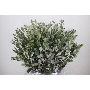 Pittosp Ralphi Leaves 400gr P Bunch