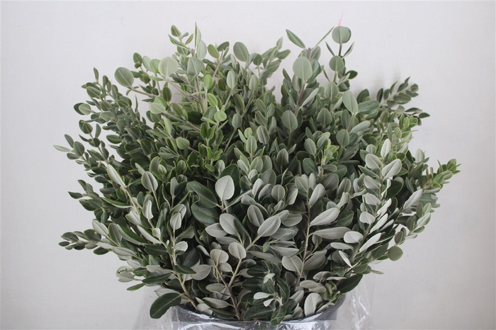 <h4>Pittosp Ralphi Leaves 400gr P Bunch</h4>