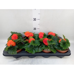 Begonia tuber.   ...
