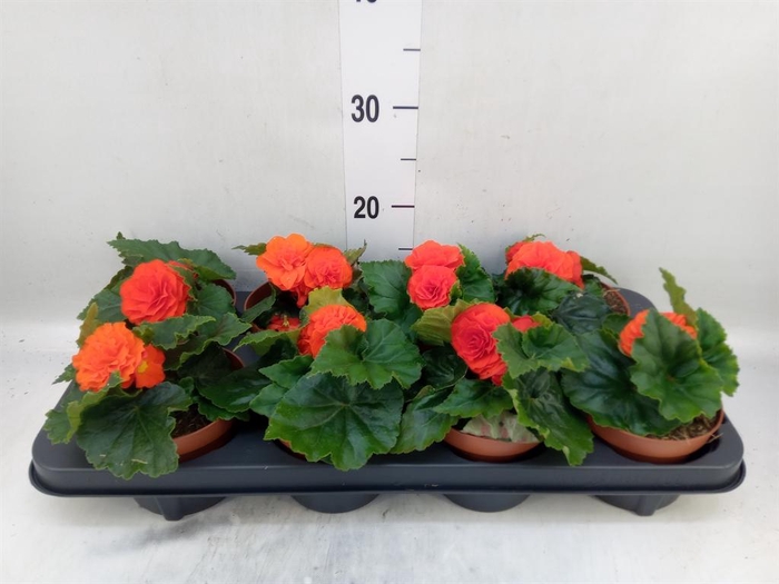 <h4>Begonia tuber. ...</h4>