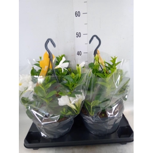 Mandevilla sand. 'SumStar White'