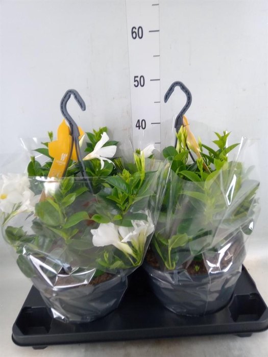 <h4>Mandevilla sand. 'SumStar White'</h4>