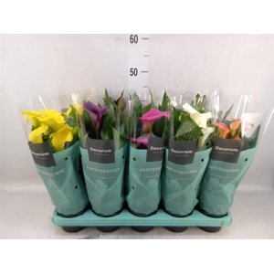 Zantedeschia   ...mix