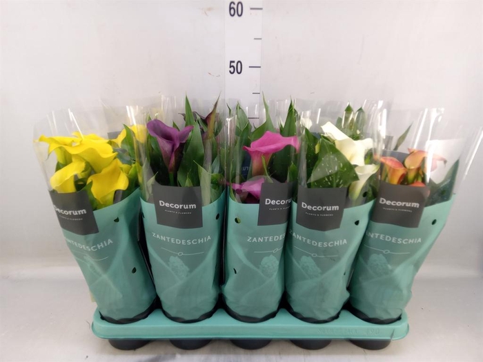 <h4>Zantedeschia   ...mix</h4>