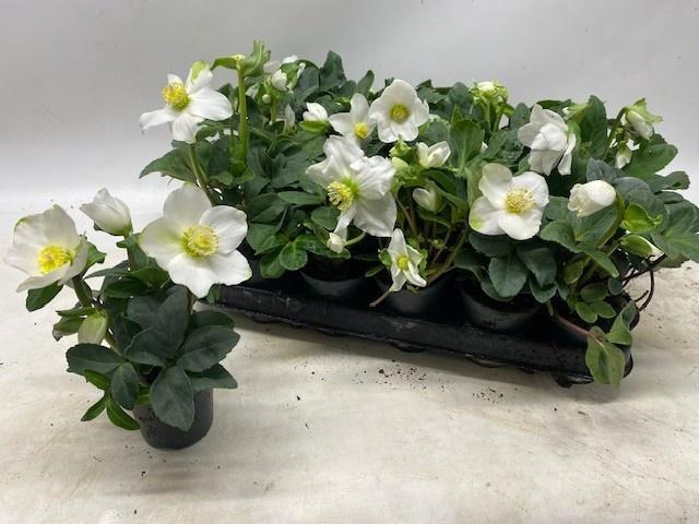 <h4>HELL NI LITTLE STAR</h4>