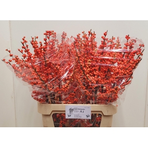 ILEX VE OUDIJ ORANGE
