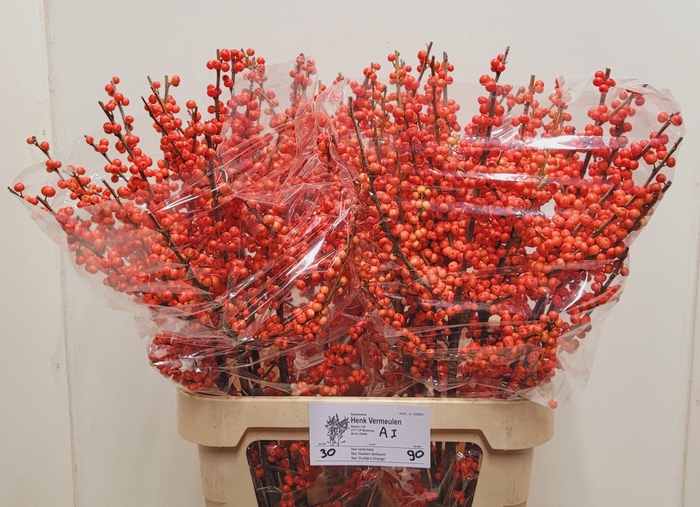 <h4>ILEX VE OUDIJ ORANGE</h4>