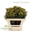 Nebelia Clusterstar