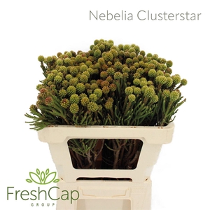 Nebelia Clusterstar
