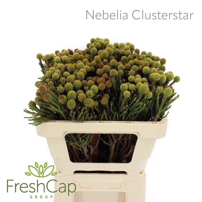 <h4>Nebelia Clusterstar</h4>