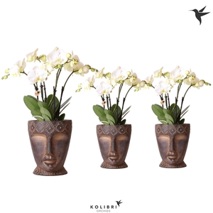 Kolibri Orchids Phalaenopsis ghent 4 spike in Totem mask