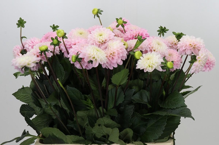 <h4>Dahlia Wizard of Oz</h4>