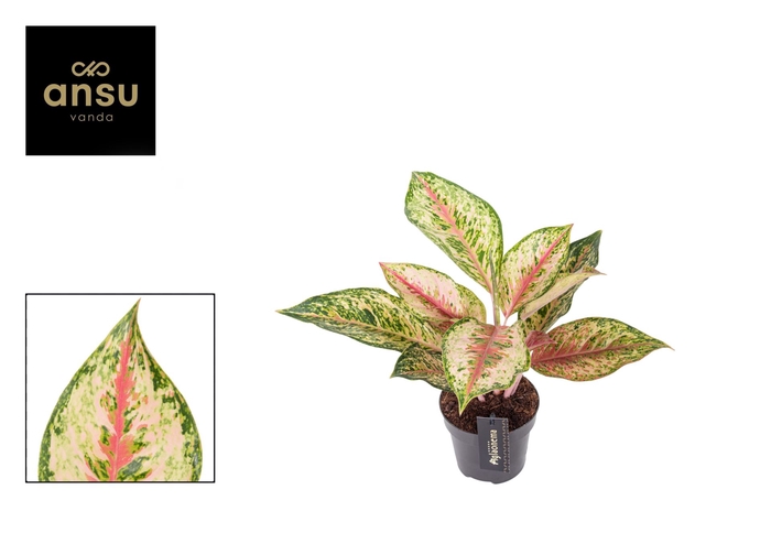 <h4>Aglaonema Painted Celebration</h4>