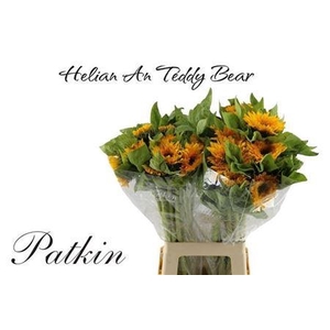 HELI TEDDY BEAR