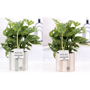 Monstera Adansonii Keramiek Eline