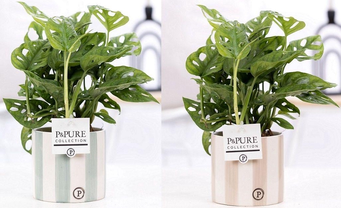 <h4>Monstera Adansonii in P&PURE Eline cer. ass. 2</h4>