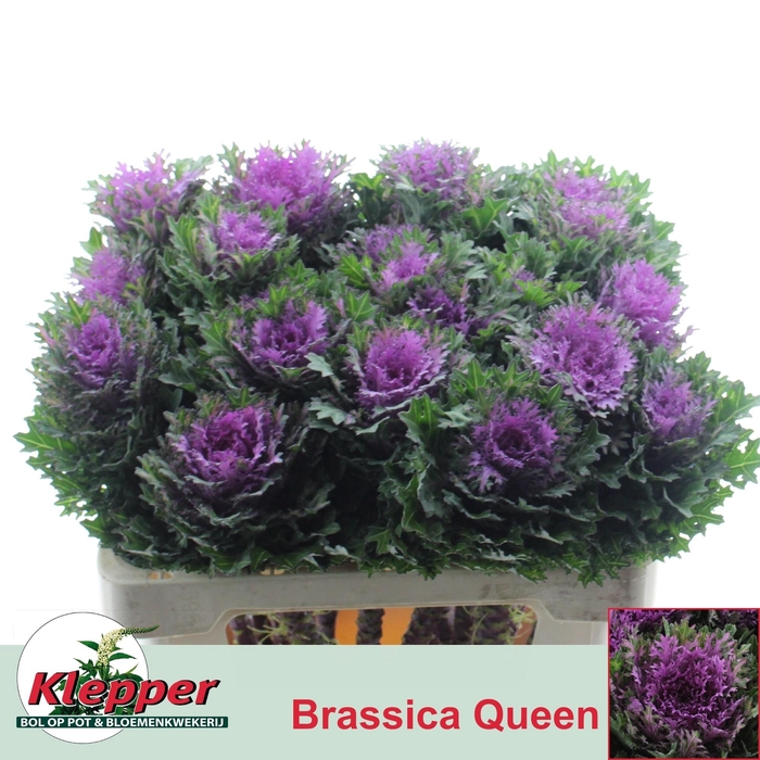 <h4>BRASS CRANE QUEEN</h4>