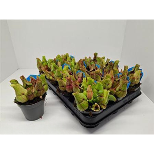 Sarracenia Ov