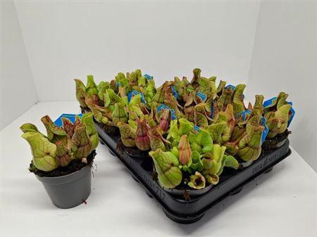 <h4>Sarracenia Ov</h4>
