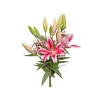 LIRIO TASMAN 090 CM HT 3/5 FLS