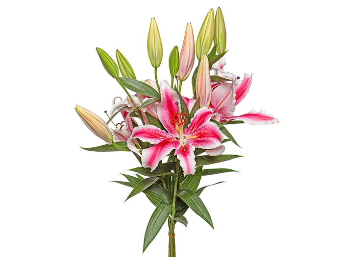 LIRIO TASMAN 090 CM HT 3/5 FLS