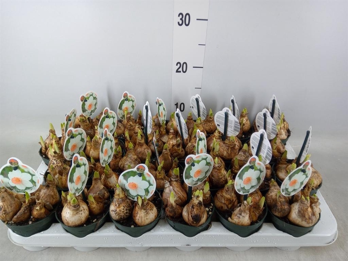 <h4>Narcissus ...</h4>