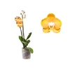 PHALAENOPSIS VEGAS P12 2 HT MULTIFLORA