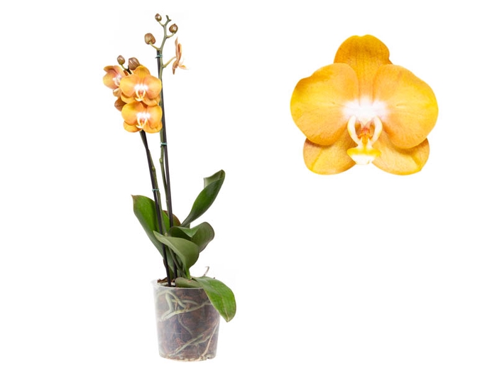 PHALAENOPSIS VEGAS P12 2 HT MULTIFLORA