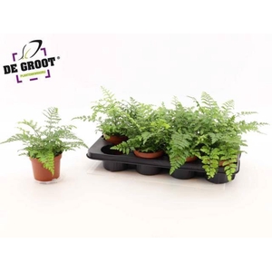 Asplenium parvati