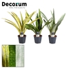 Sansevieria Aubrytniana Special Mix