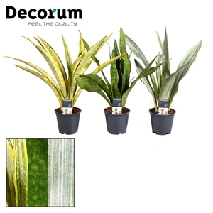 Sansevieria Aubrytniana Special Mix