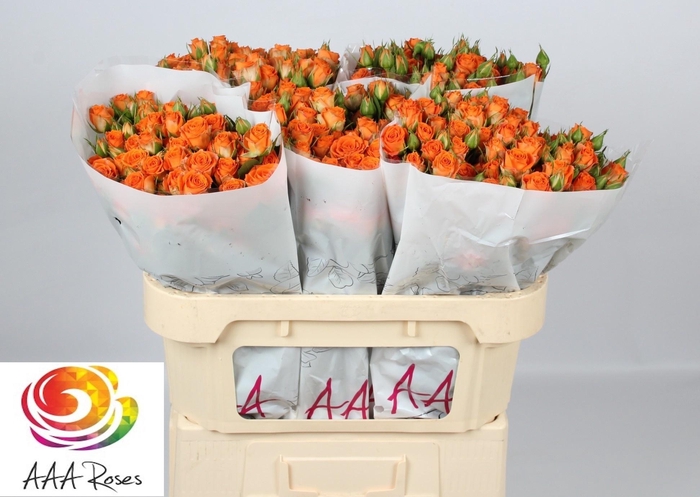 <h4>R TR PICANTO</h4>