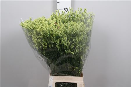 <h4>Lim Sin Pineapple Diamond</h4>