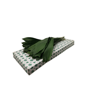 ASPIDISTRA  80 CM DG