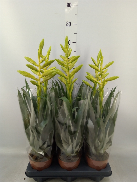 <h4>Tillandsia oerstediana</h4>