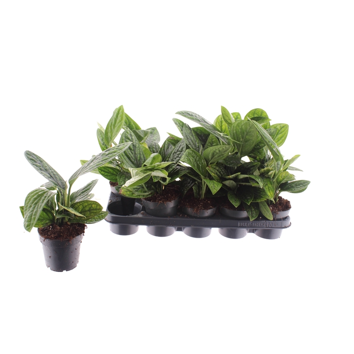 <h4>Epipremnum pinnatum Marble Planet 12Ø 30cm</h4>