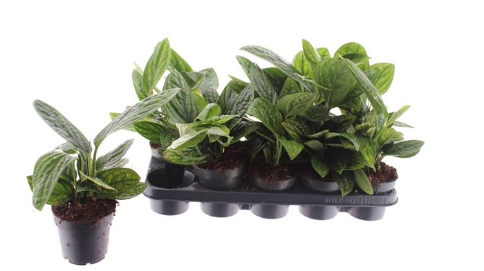 Epipremnum pinnatum Marble Planet 12Ø 30cm