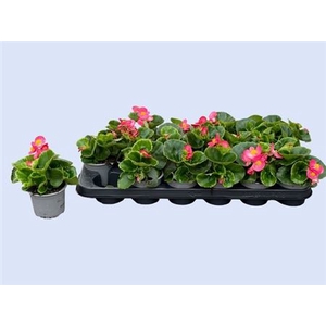 Begonia Semperflorens Grp 'Volumia Pink'