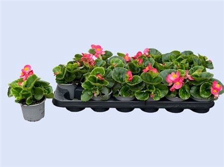 <h4>Begonia Semperflorens Grp 'Volumia Pink'</h4>