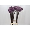 Allium Summer Drummer