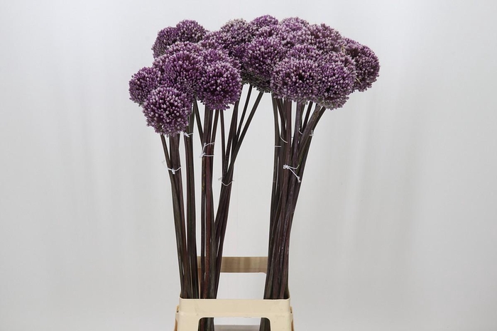 <h4>Allium Summer Drummer</h4>