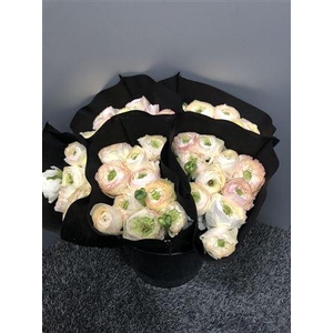 Ran Suc Crema 509 Sup